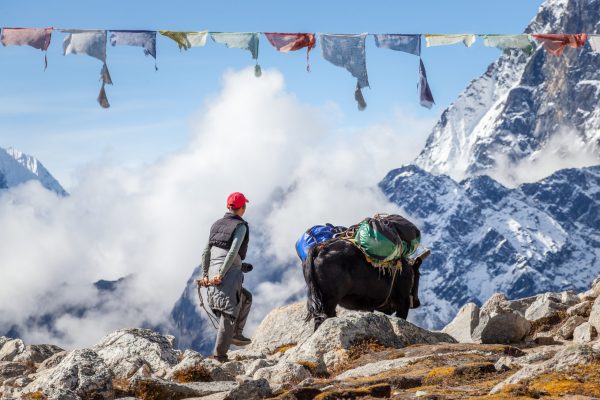 A man with a yak carrying bags on the lobuche pass in the Himalaya on the Everest Base Camp trek. Nepal